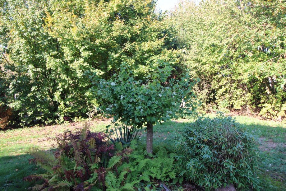  Bungalow Wildeshausen